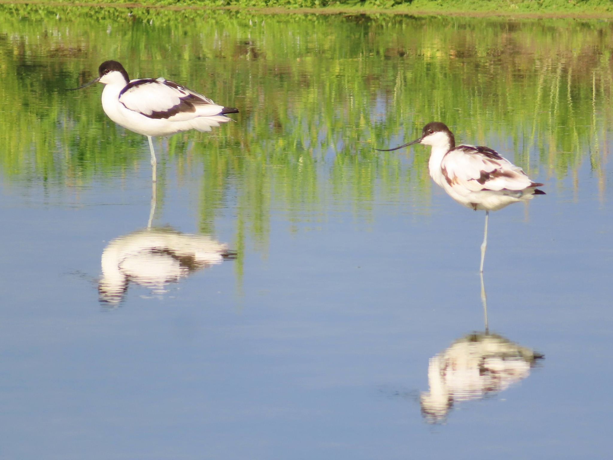 可能是涉禽的圖像