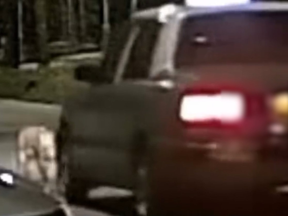 一輛相信是新界的士在未有減速的情況，徑直撞向一隻疑是野豬的動物。（Facebook影片截圖／車cam L（香港群組）／Soso Chan）