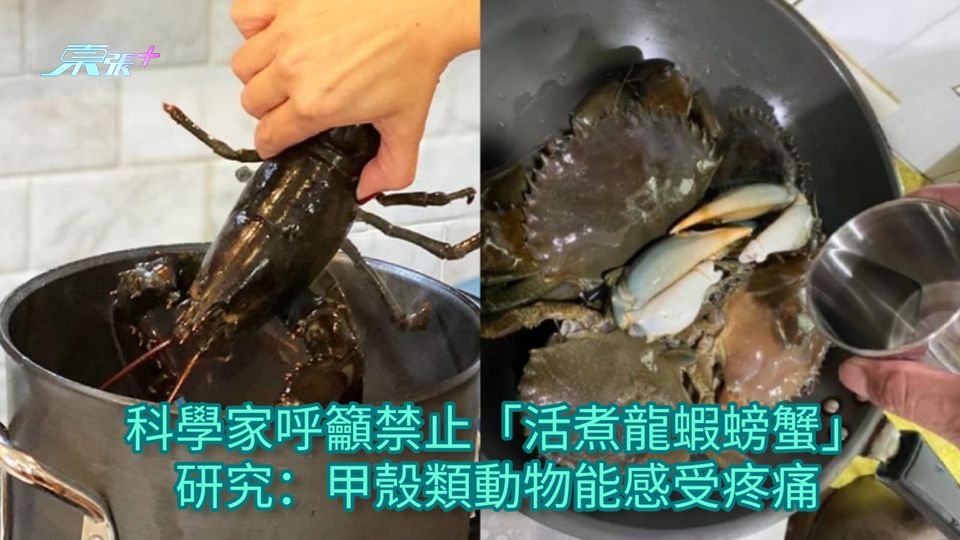 科學家呼籲禁止「活煮龍蝦螃蟹」 研究：甲殼類動物能感受疼痛
