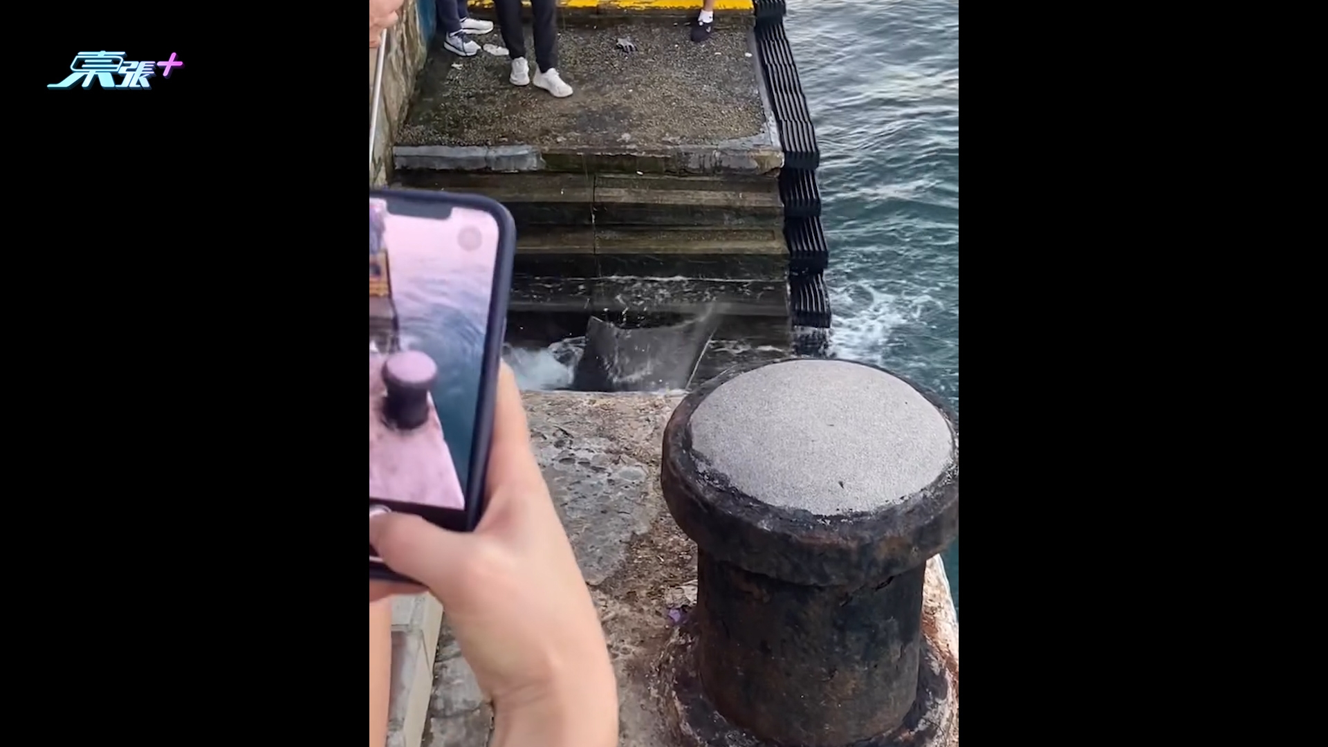 鯉景灣海傍現魔鬼魚罕見「拍翼」掙扎　市民驚呼：尾針有毒勿近身