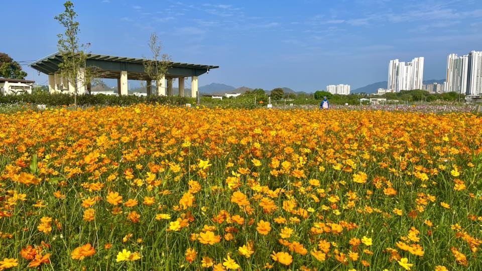 可能是花的圖像