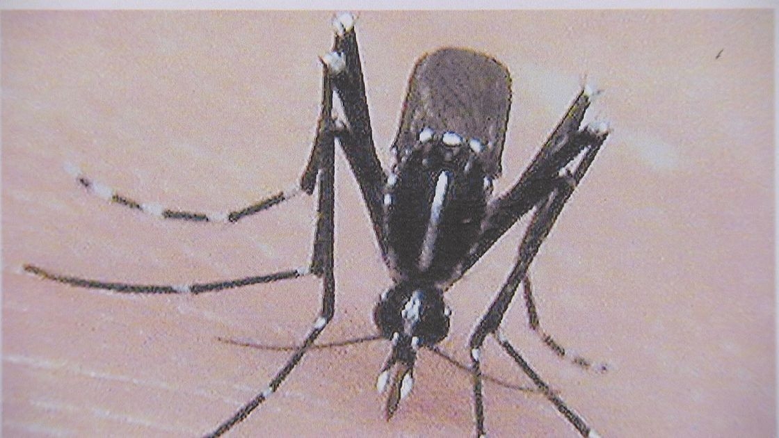 基孔肯雅熱｜袁國勇指港人一般無抗體　雖死亡率低但不應輕視