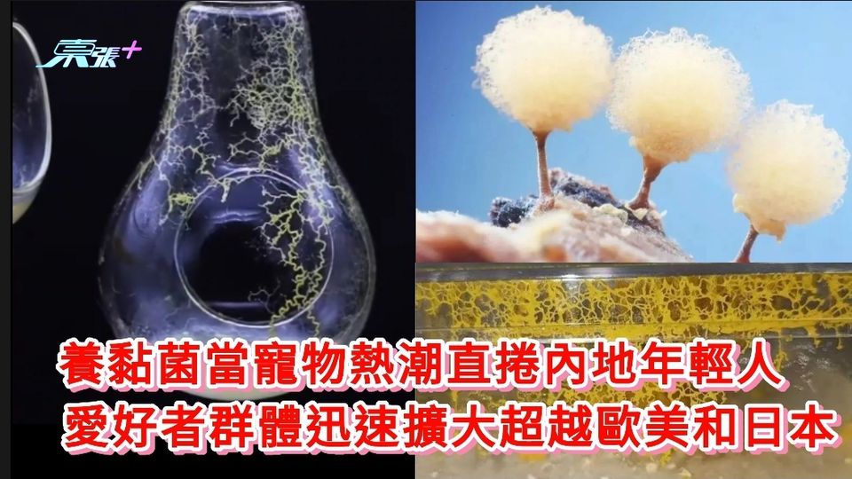 有片｜養黏菌當寵物熱潮直捲內地年輕人  愛好者群體迅速擴大超越歐美日本