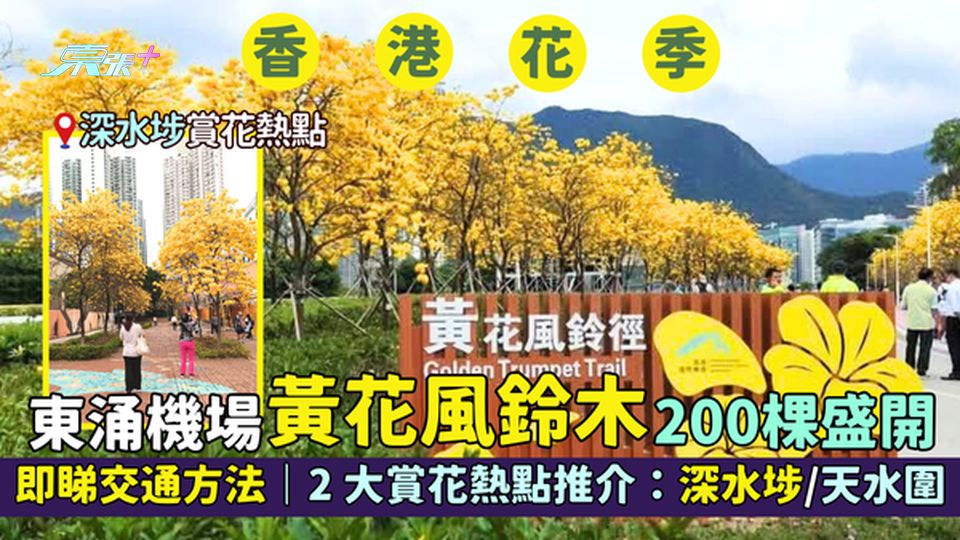 東涌機場黃花風鈴木🌼200棵盛開 花期7-14日｜即睇交通方法🚗｜2大賞花熱點推介📸