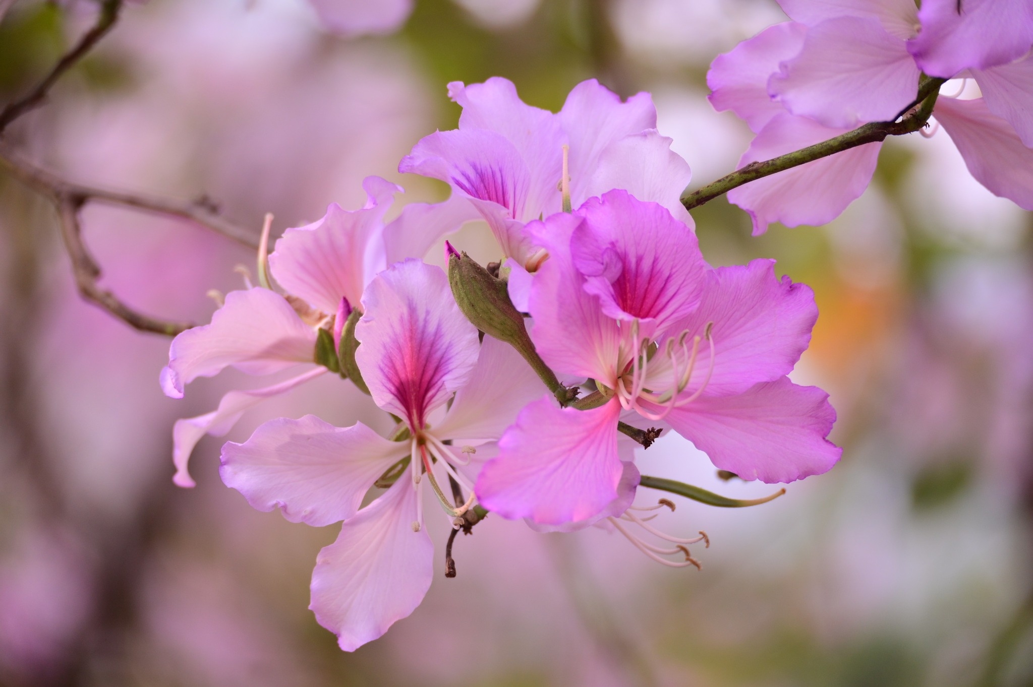 可能是花和大自然的圖像