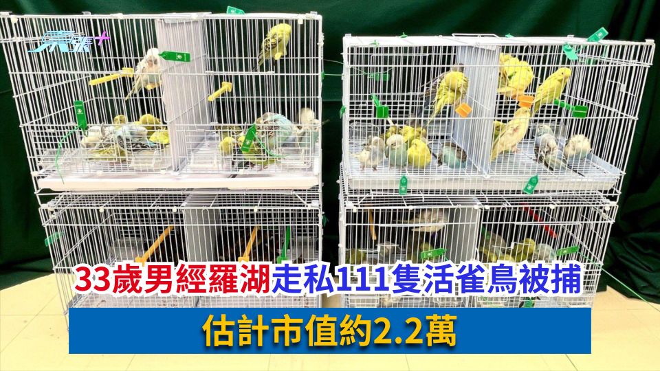 33歲男經羅湖走私111隻活雀鳥被捕　估計市值約2.2萬