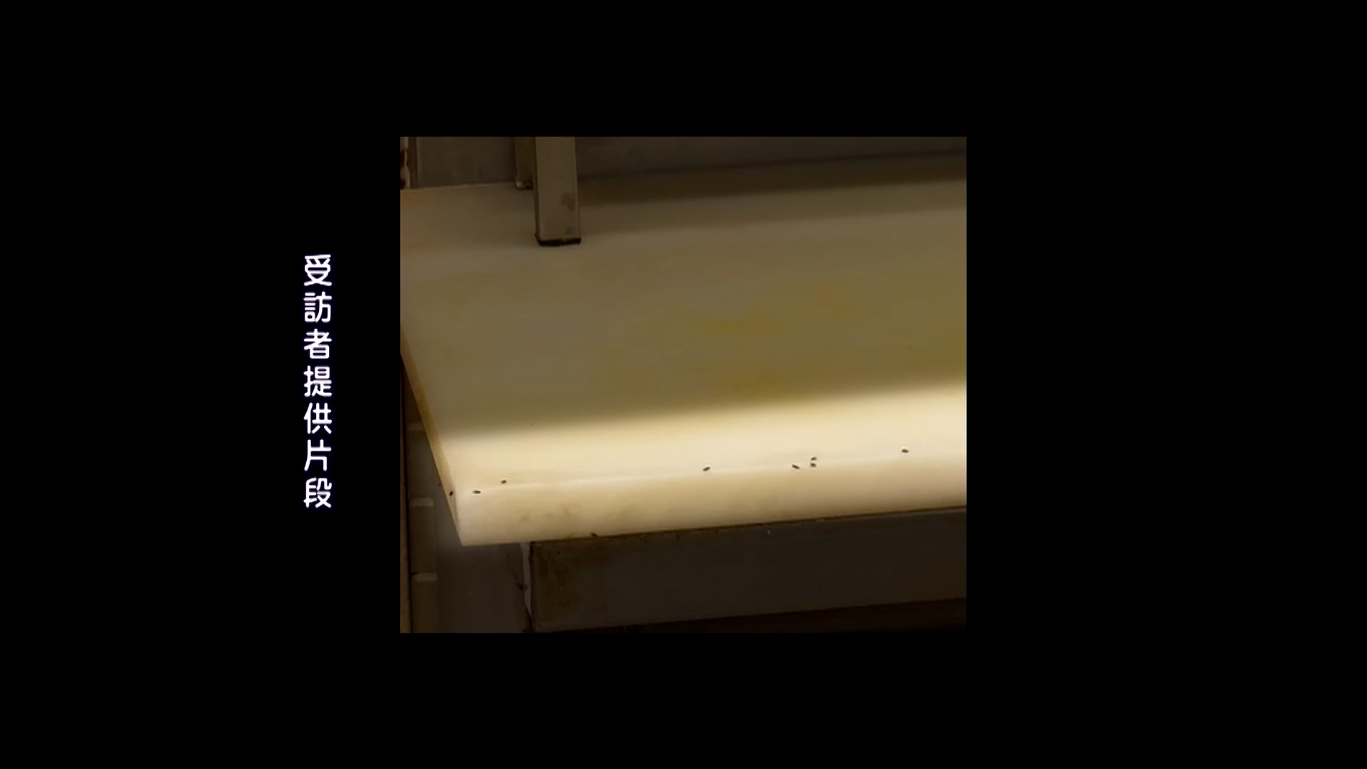 再看看這張製作包點的桌子，上面一隻隻飛蟲爬來爬去。