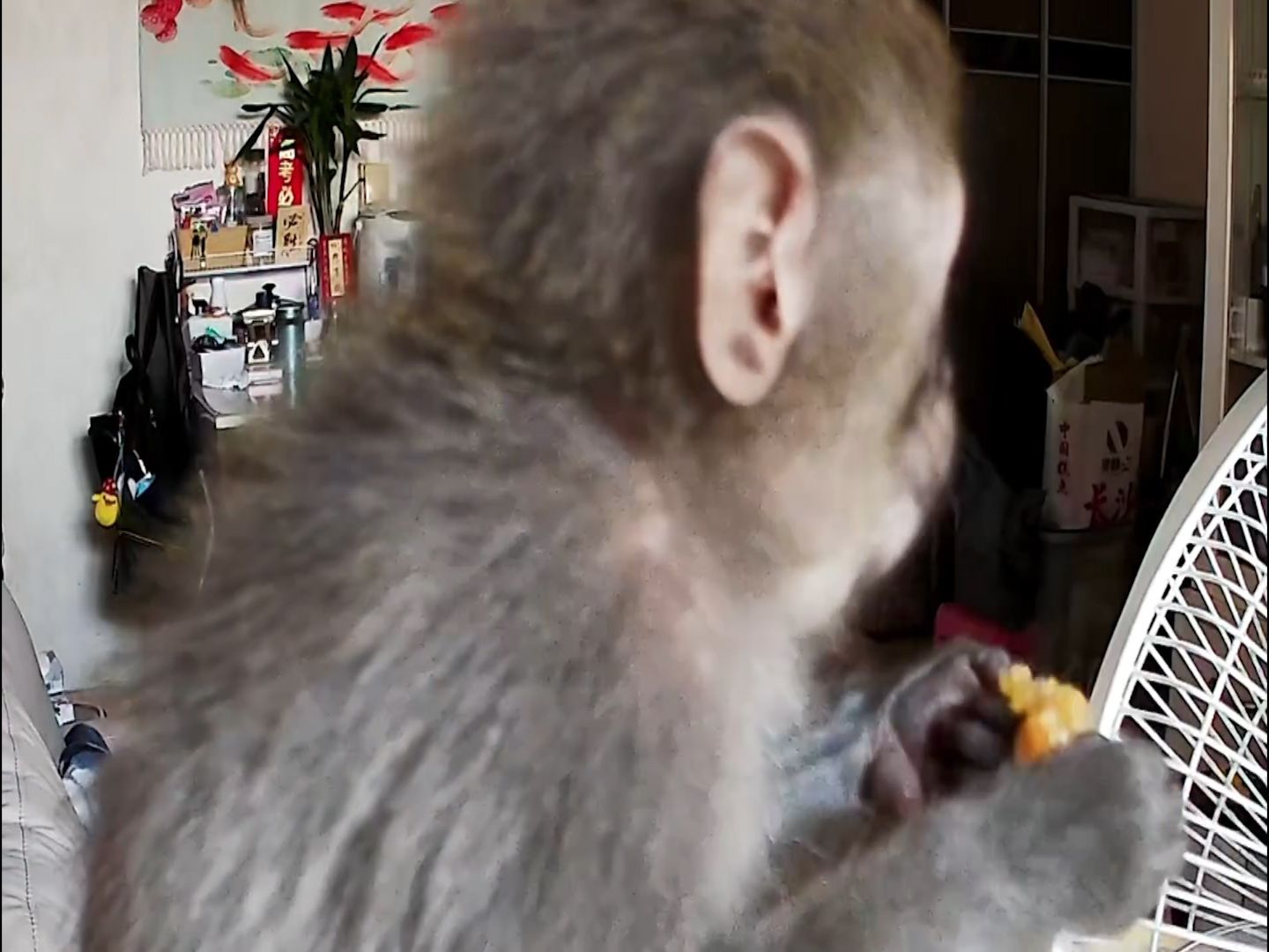 有片｜港女生屋企被猴子闖入