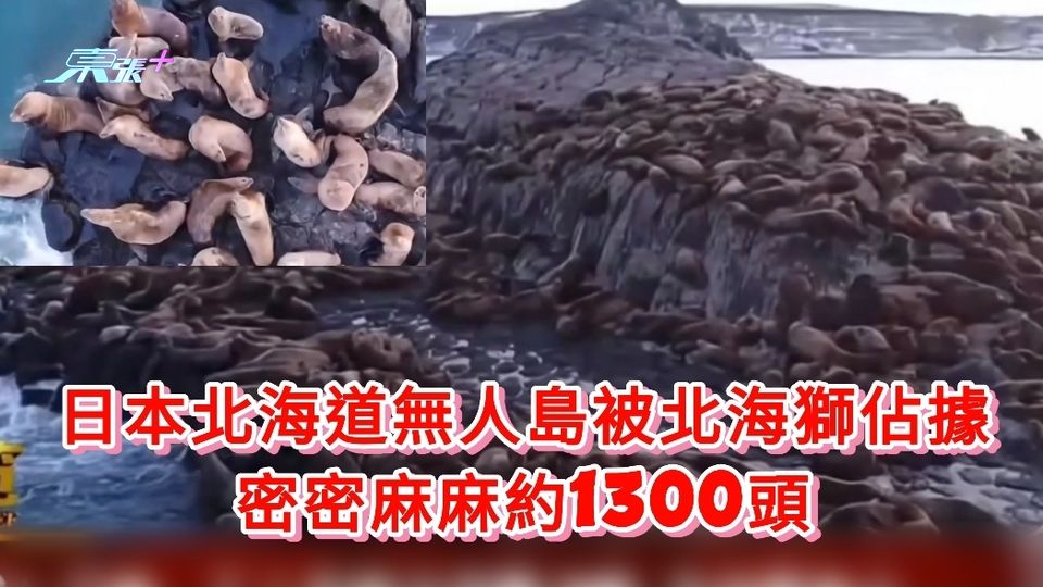 日本北海道無人島被北海獅佔據 密密麻麻約1300頭