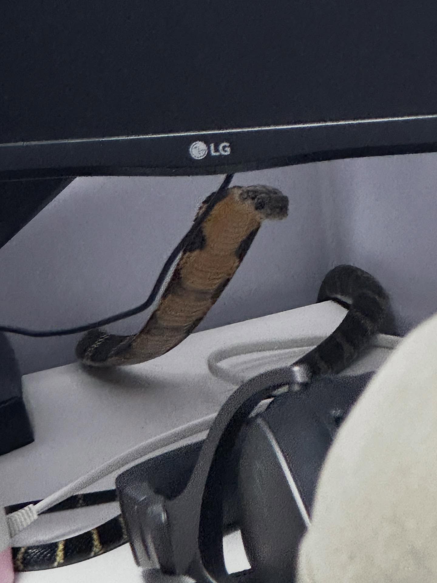 沙田村屋驚現眼鏡王蛇「過山烏」