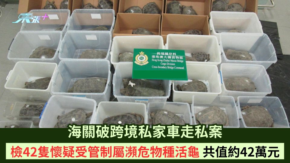 海關破跨境私家車走私案 檢42隻懷疑受管制屬瀕危物種活龜 共值約42萬元