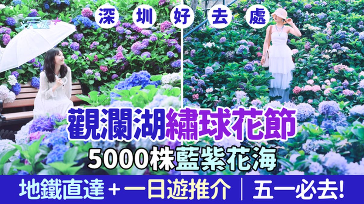 深圳好去处｜观澜湖生态运动公社绣球花节 5000株蓝紫花海 地铁直达＋一日游推介 五一必去！