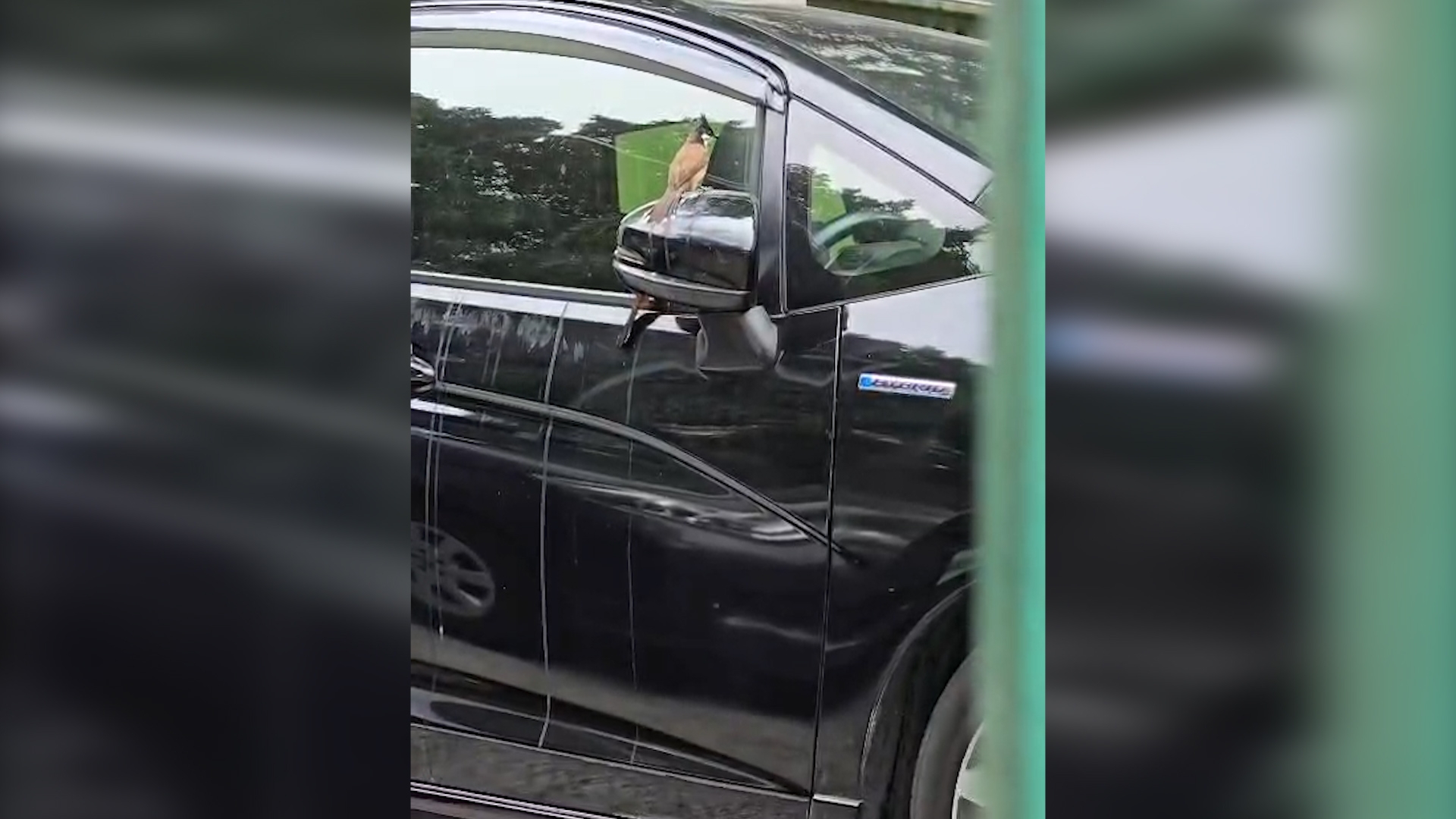 東張西望報料｜坪石邨搞笑一幕　兩雀仔玩「雀屎轟炸」　觀眾：好似報復車主咁