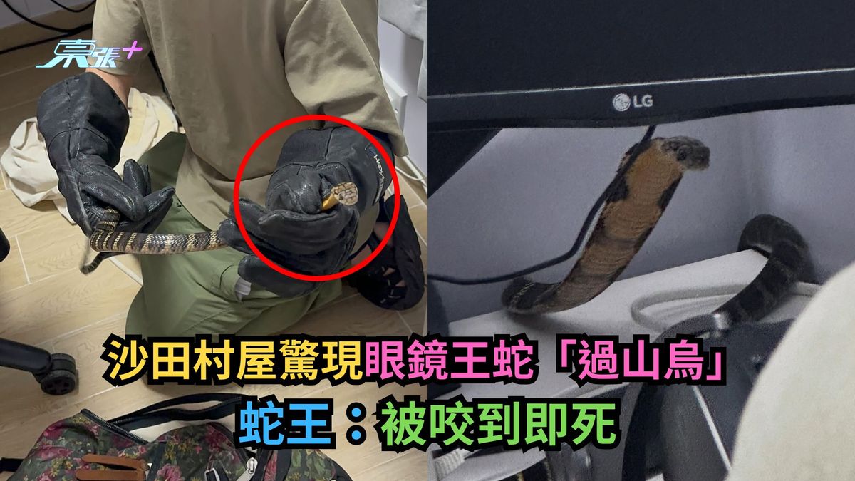 沙田村屋驚現眼鏡王蛇「過山烏」　蛇王：被咬到即死