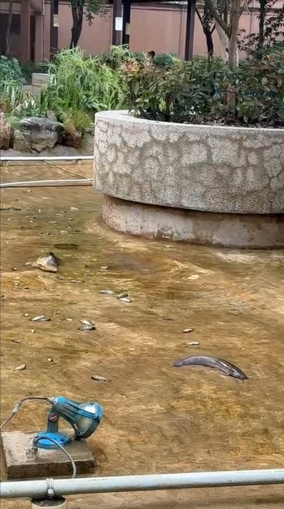 從片段中可見魚池水已經被抽乾，而本來生活在當中的魚群卻未有被事前轉移，大魚小魚全部橫躺在地上缺氧掙扎。