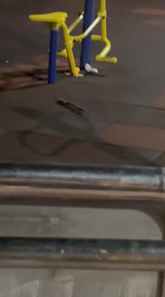 有片｜港公園「老鼠」全家出沒嚇途人似鼠形蜈蚣　街坊揭真身原來係佢