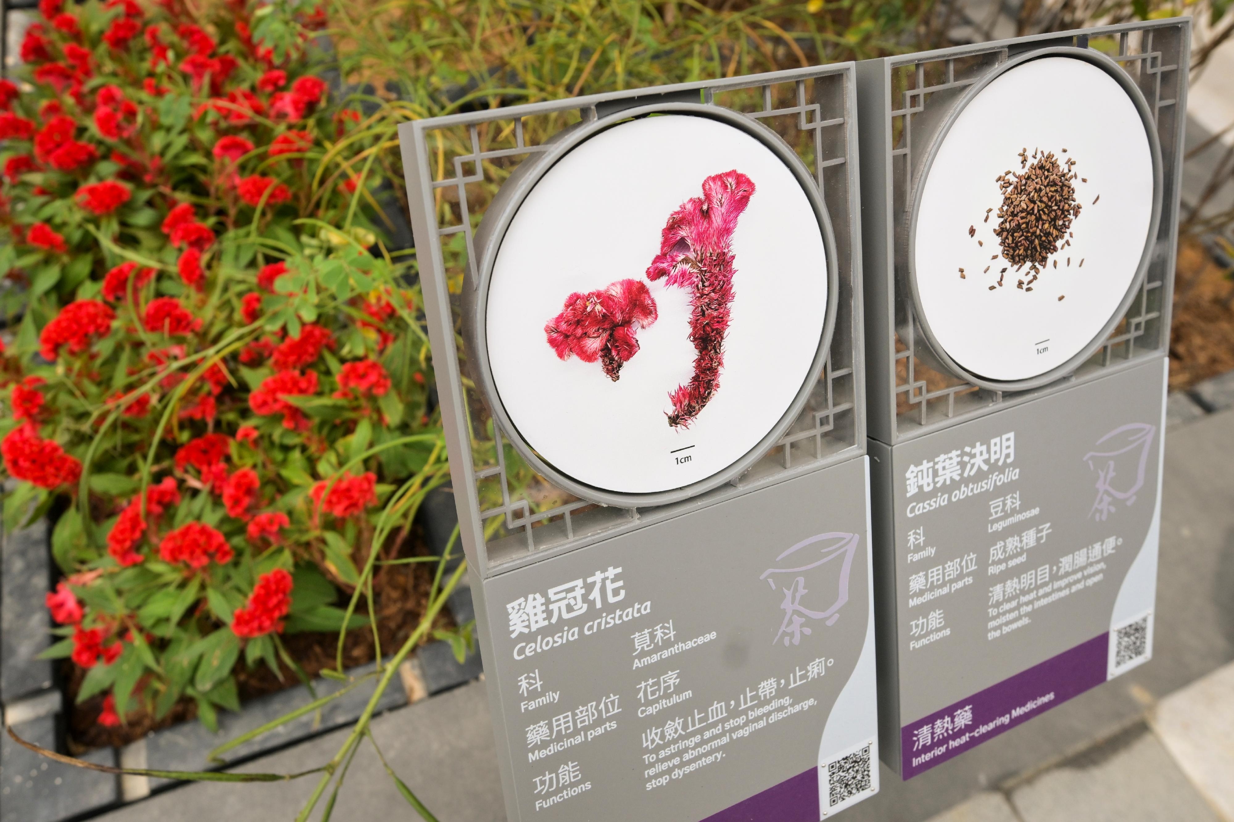 圖示戶外藥用植物園——「神農本草園」。（衛生署圖片）