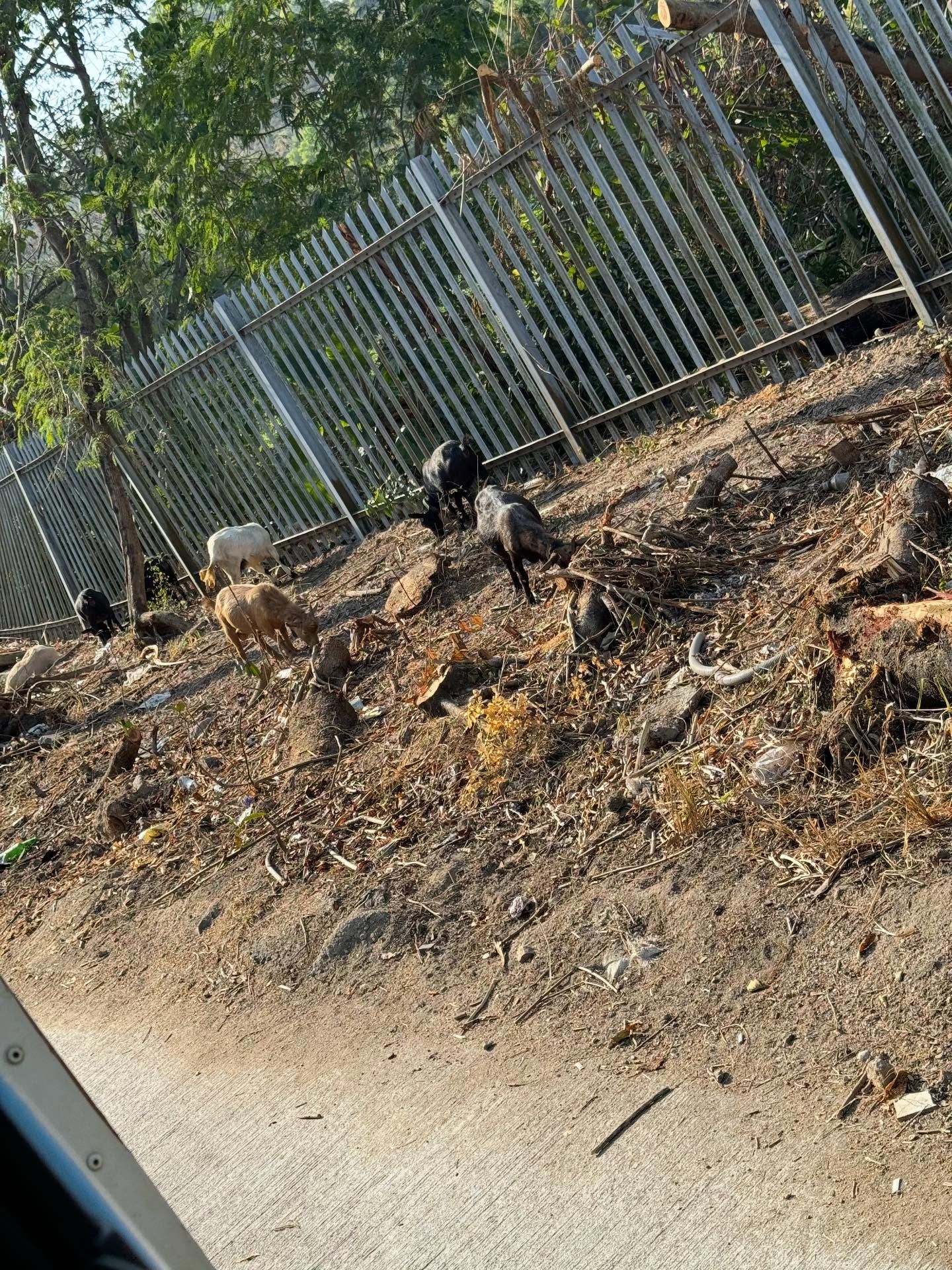 香港有「羊咩咩」出沒！