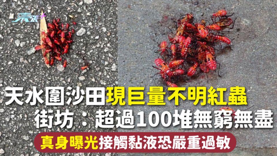 昆蟲出沒 | 天水圍沙田現巨量不明紅蟲 街坊：超過100堆無窮無盡 真身曝光接觸黏液恐嚴重過敏