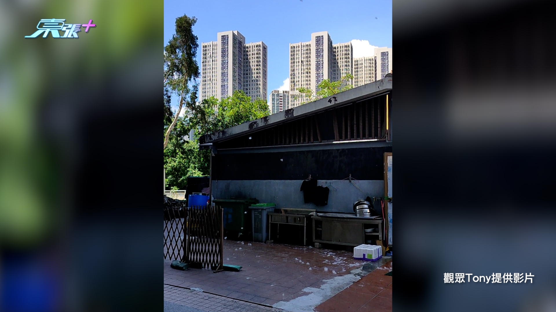 東張西望報料｜大埔餐廳廚房外現「棉花雨」　強風吹起木棉花絮滿天飛　街坊憂衞生問題 （觀眾Tony提供《東張+》）
