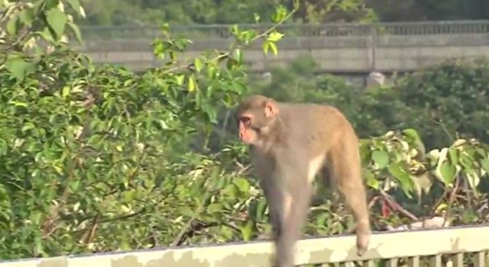 本港多處有野生猴子