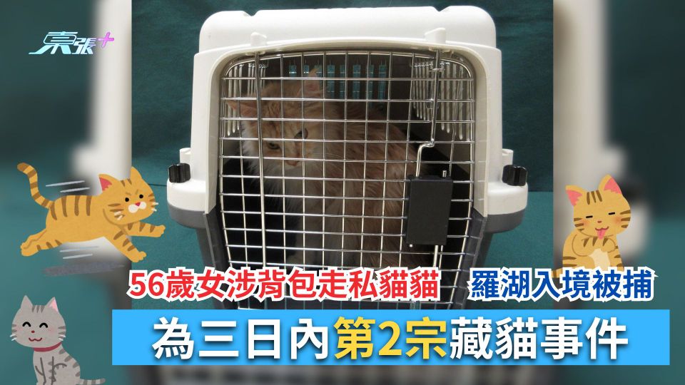 56歲女涉背包走私貓貓　羅湖入境被捕　為三日內第2宗藏貓事件