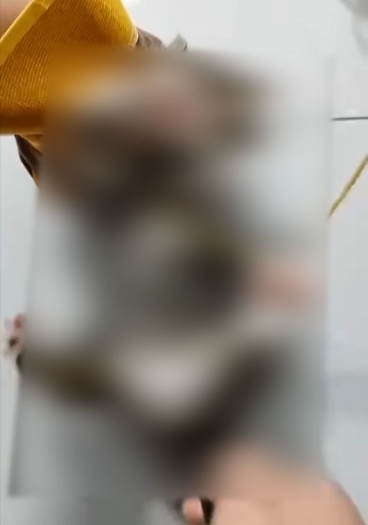 內地多個貓義工及動物救援微信群組突遭不明人士湧入，他們發送大量涉及虐打、焚燒、肢解，甚至性侵貓隻的影片、照片。（網上影片截圖）