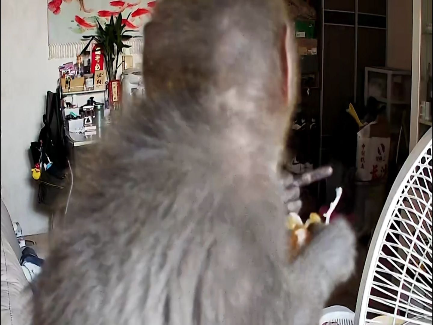 有片｜港女生屋企被猴子闖入