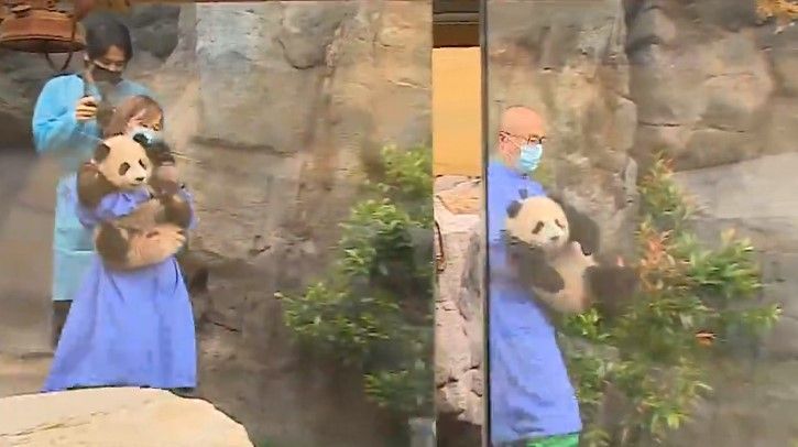 大熊貓兩姊弟正式與公眾見面