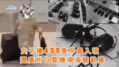 有片｜女子攜439隻甲蟲入境 遭廣州白雲機場海關截獲