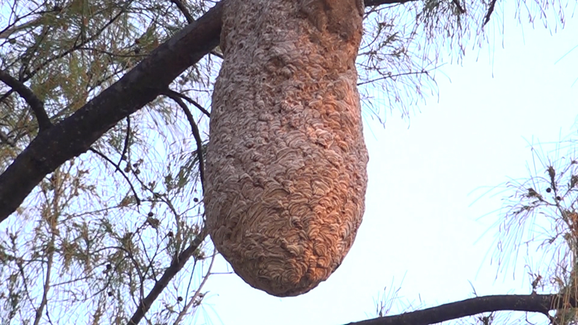 蜂巢粗如手臂，懸掛在離地約8米高的樹上