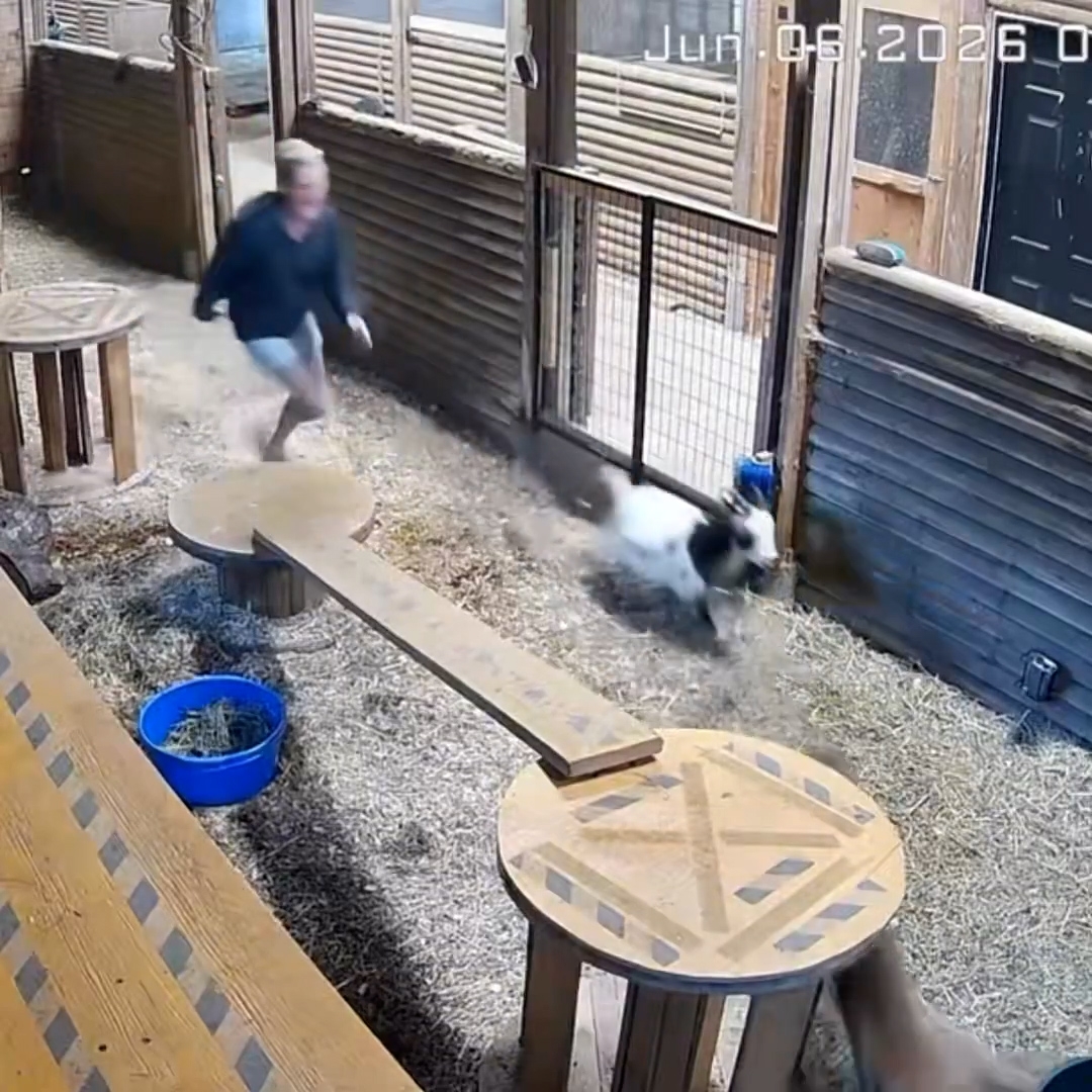 摩雅衝入現場，大聲喝斥美洲獅離開，並毫不猶豫地向牠踢了一腳，成功將牠驅離。（X影片截圖／@DoctorLemma）