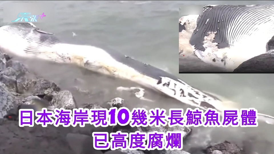 有片｜日本海岸現10幾米長鯨魚屍體已高度腐爛
