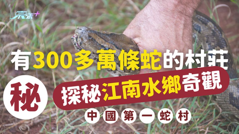 一個有300多萬條蛇棲息的村莊：探秘江南水鄉的奇觀，中國第一蛇村 #超想去玩