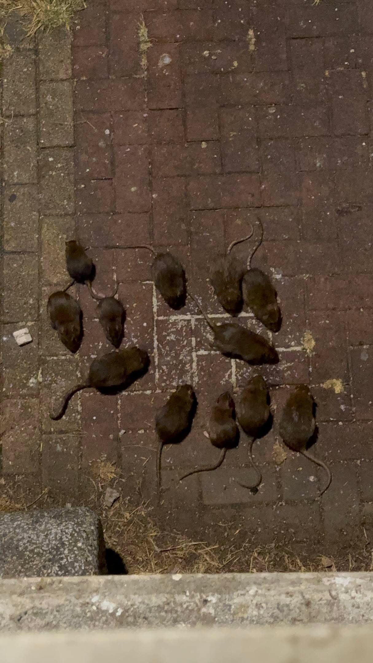 （報料者提供）