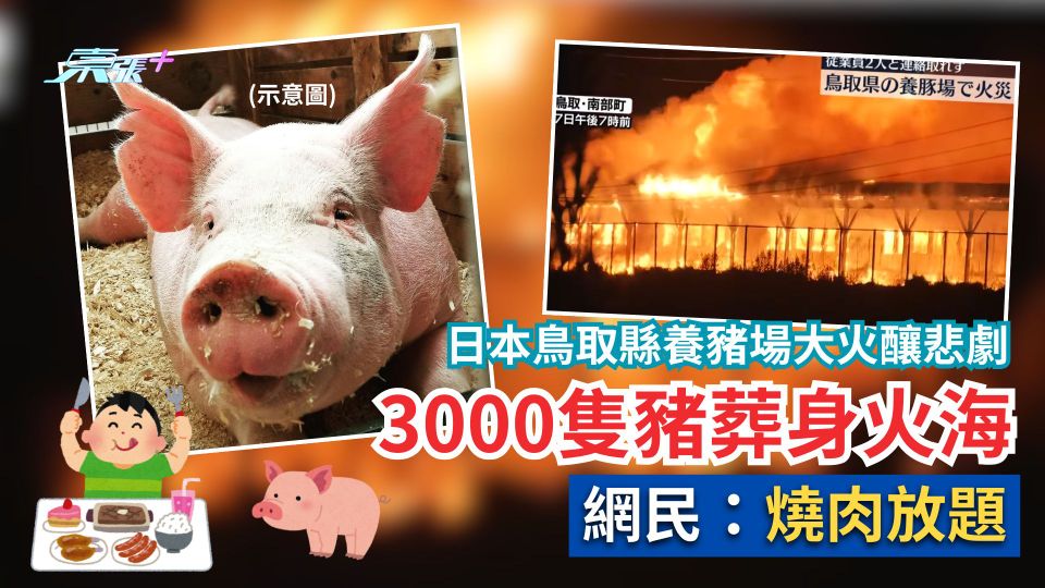 日本鳥取縣養豬場大火釀悲劇　逾3000隻豬葬身火海　網民：燒肉放題