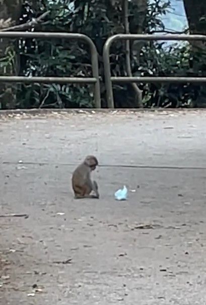 港人城門水塘行山遇馬騮搶食，結果中伏搶錯狗屎當場「灰爆」。