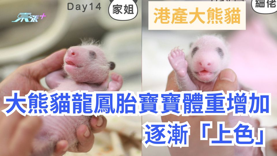 港產大熊貓｜龍鳳胎兩姊弟兩周體重倍增 逐漸「上色」