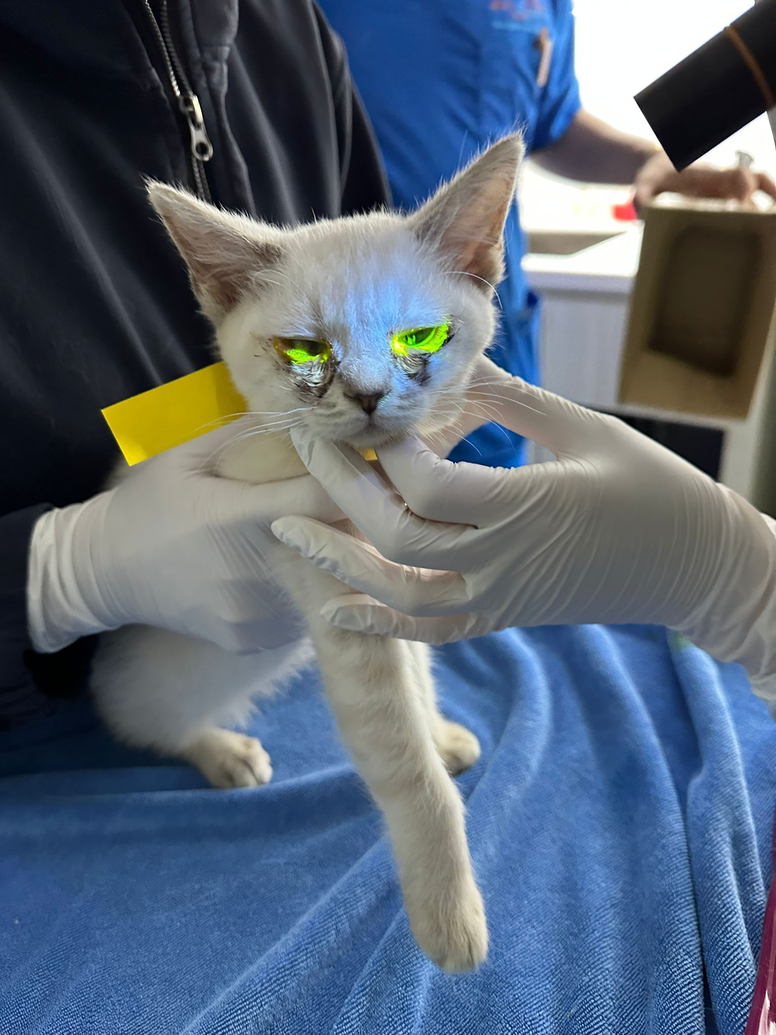 東張西望報料｜大廈門前密封紙箱竟藏5隻暹羅貓B？義工報《東張》揭發：猶如謀殺 (報料人提供東張)