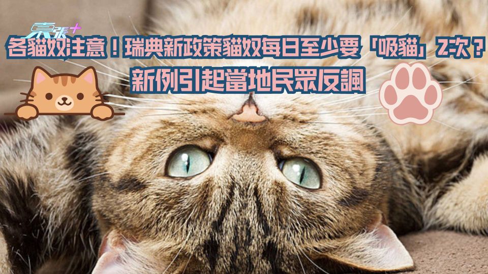 各位貓奴注意！瑞典新政策貓奴每日至少要「吸貓」2次？新例引起當地民眾反諷