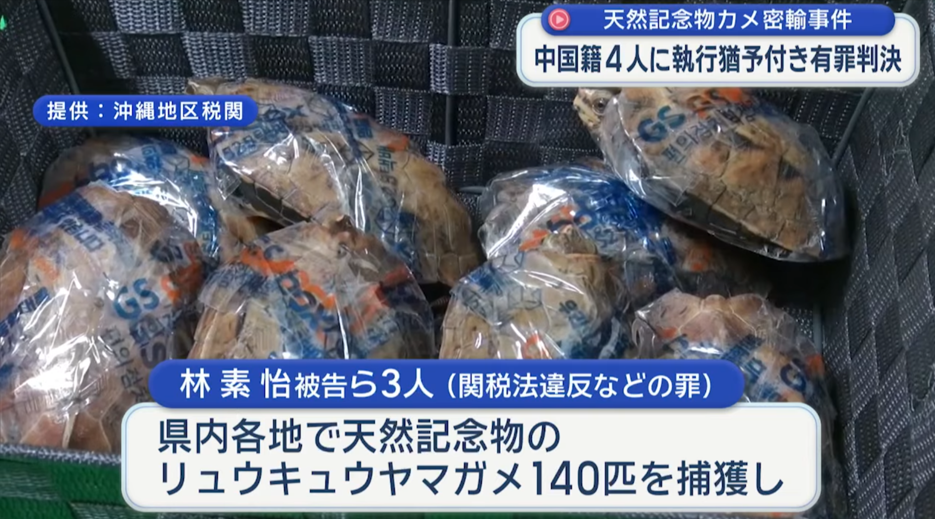 中國4男女涉沖繩偷走百隻保育龜　更企圖走私來港