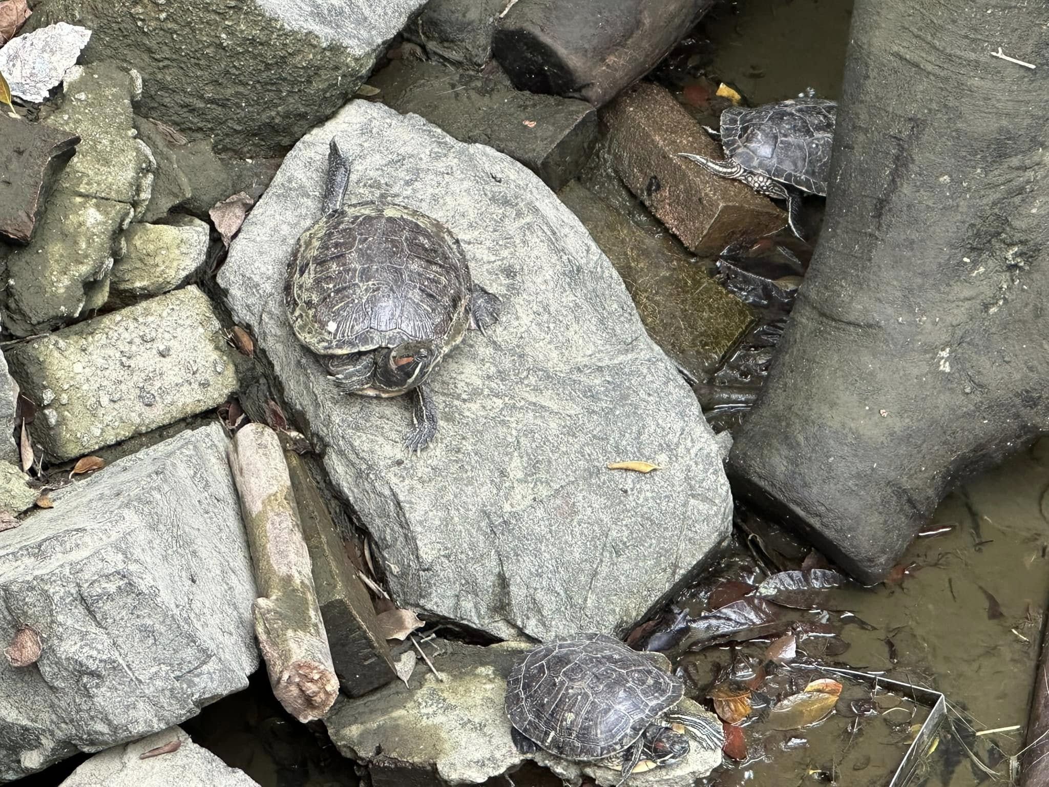 九龍公園水池大清洗「疑抽乾水」，康文署證3條魚缺水慘死。（龜途Facebook）
