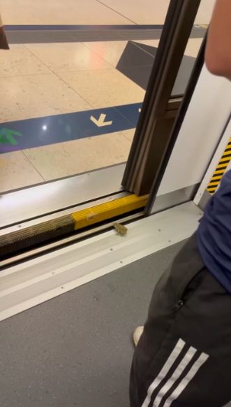 港鐵屯馬線驚現青蛙坐車仲識落車　網民：真係旅行青蛙