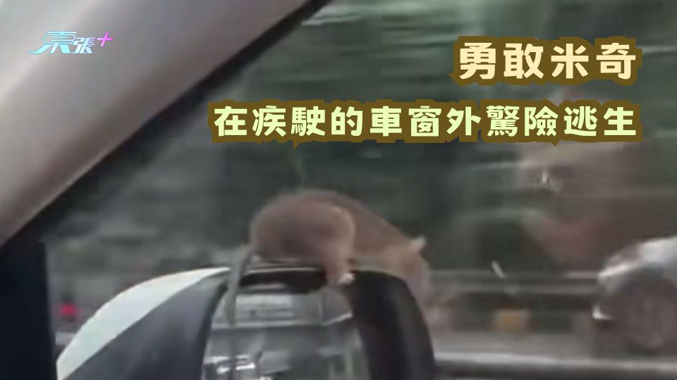 有片 | 勇敢米奇 在疾駛的車窗外驚險逃生