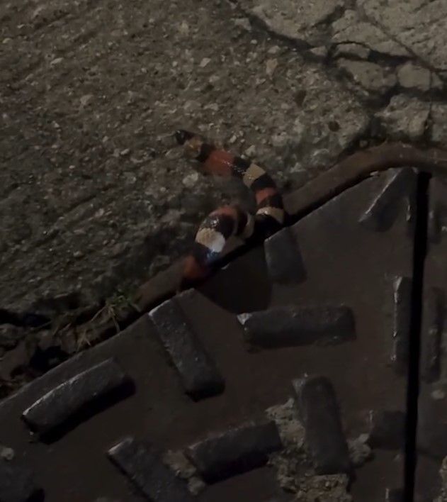 荃灣街頭驚現蛇蹤影！