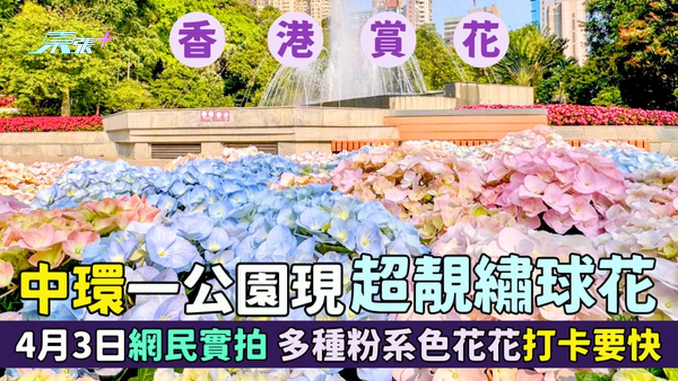 香港賞花｜中環一公園現超靚繡球花🌸4月3日網民實拍📸多種粉系色花花打卡要快🌼