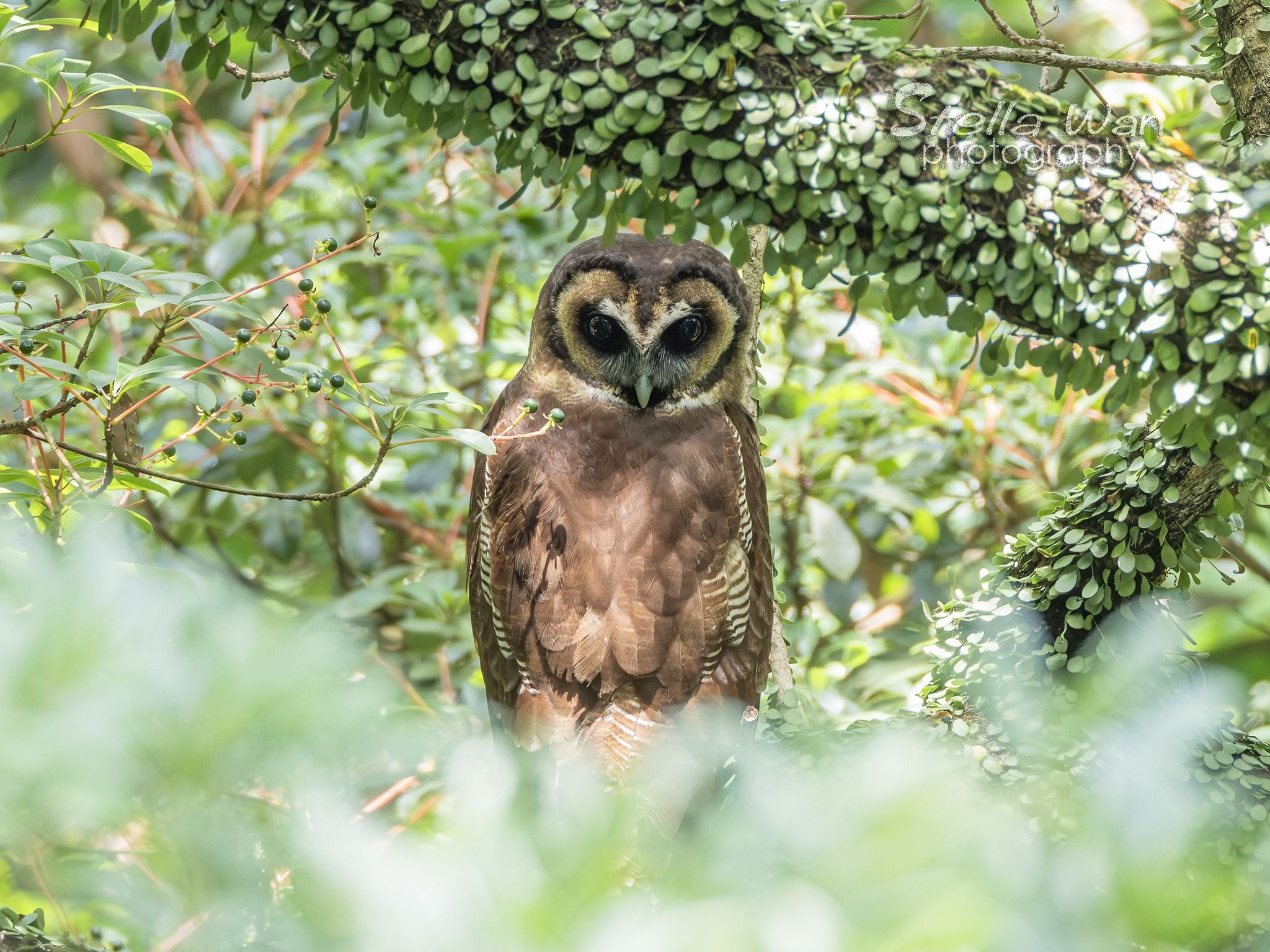 褐林鴞｜嘉道理農場再現珍稀貓頭鷹。(FB@Stella Wan)