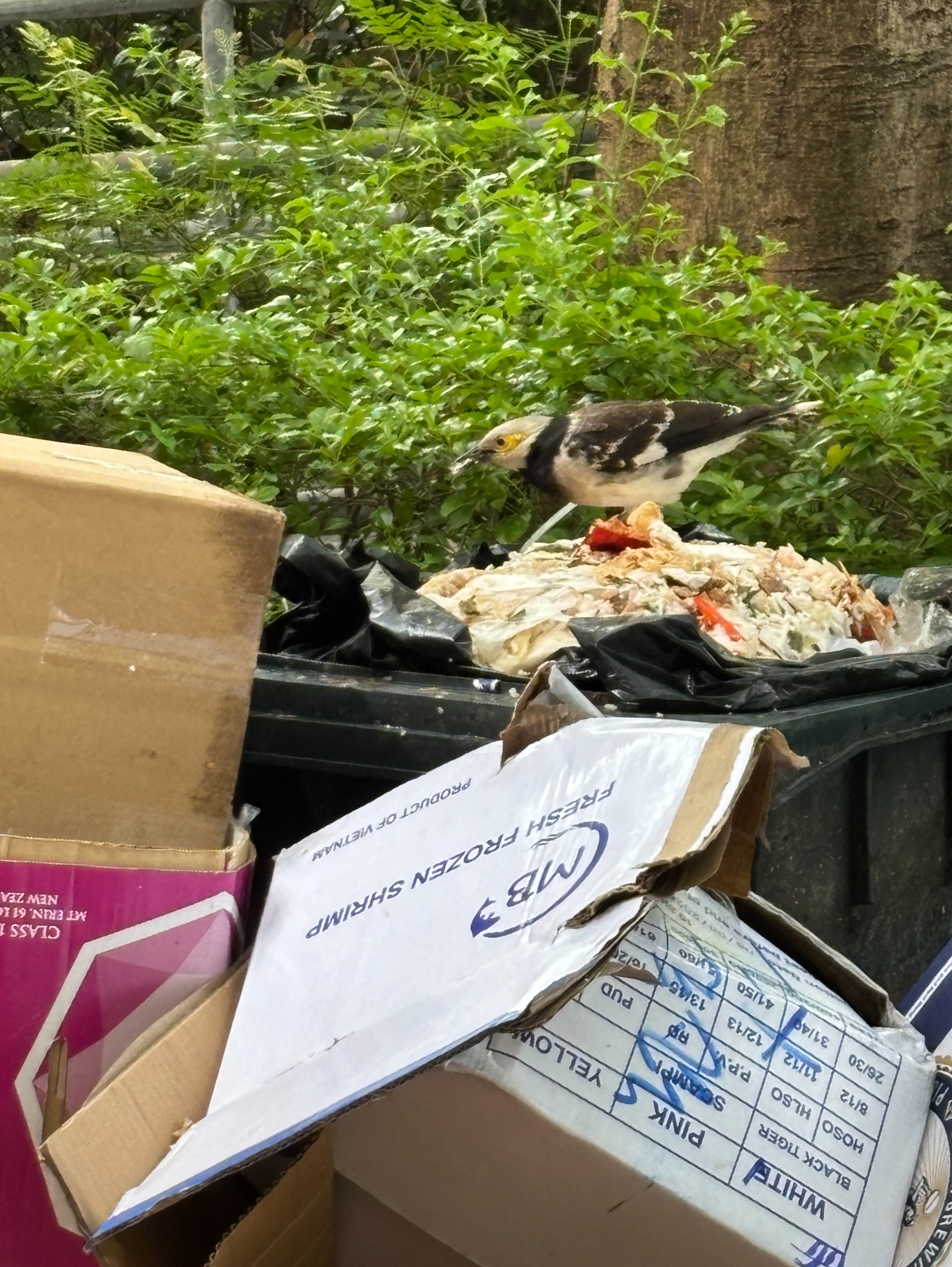 東張西望報料｜黑領椋鳥黃埔後巷垃圾桶「開餐」　街坊憂垃圾問題：養肥雀群