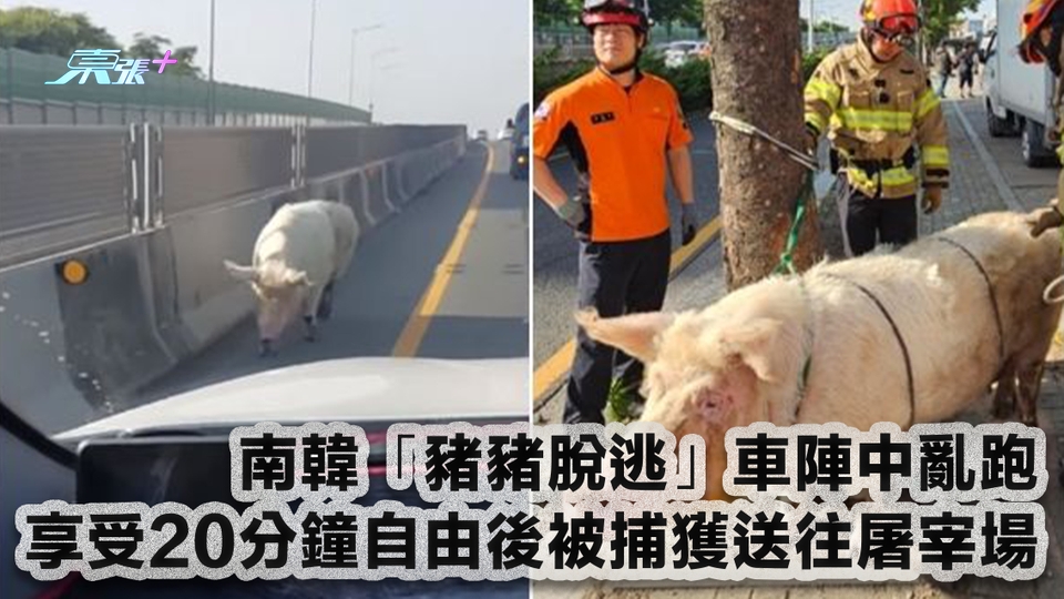 有片｜南韓「豬豬脫逃」車陣中亂跑 享受20分鐘自由後被捕獲送往屠宰場
