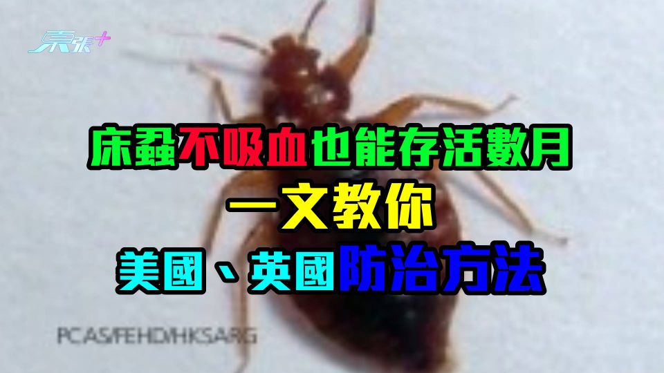 家長注意｜床蝨不吸血也能存活數月　一文教你美國、英國防治方法